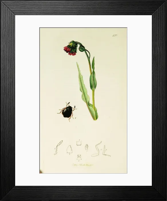 Framed Print : Curtis British Entomology Plate 450 Framed Print : Curtis British Entomology Plate 450