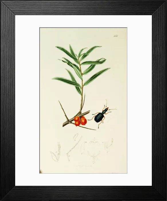 Framed Print : Curtis British Entomology Plate 454 Framed Print : Curtis British Entomology Plate 454