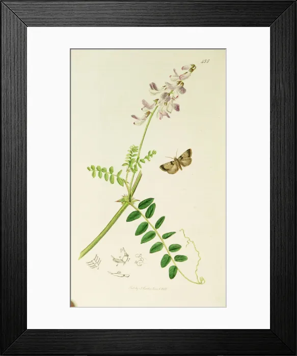 Framed Print : Curtis British Entomology Plate 455 Framed Print : Curtis British Entomology Plate 455