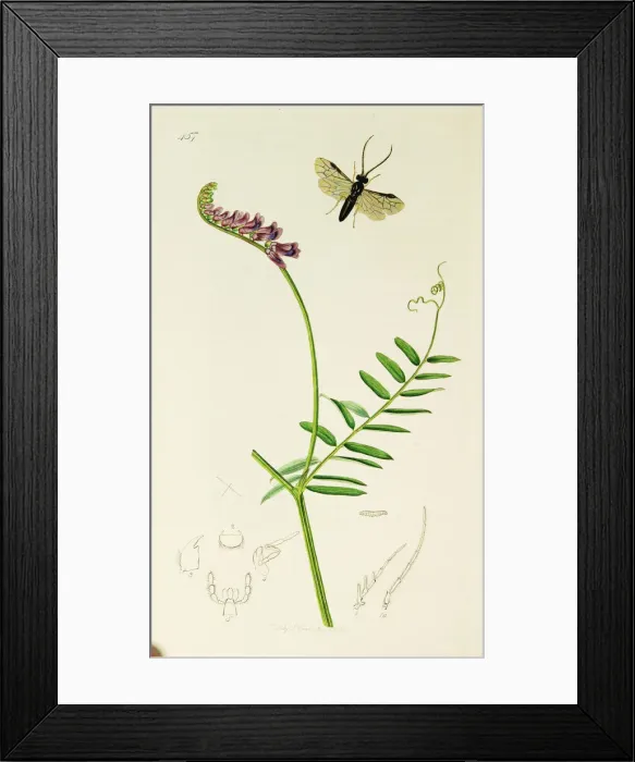 Framed Print : Curtis British Entomology Plate 457 Framed Print : Curtis British Entomology Plate 457
