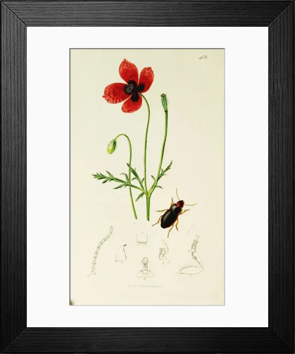 Framed Print : Curtis British Entomology Plate 458 Framed Print : Curtis British Entomology Plate 458