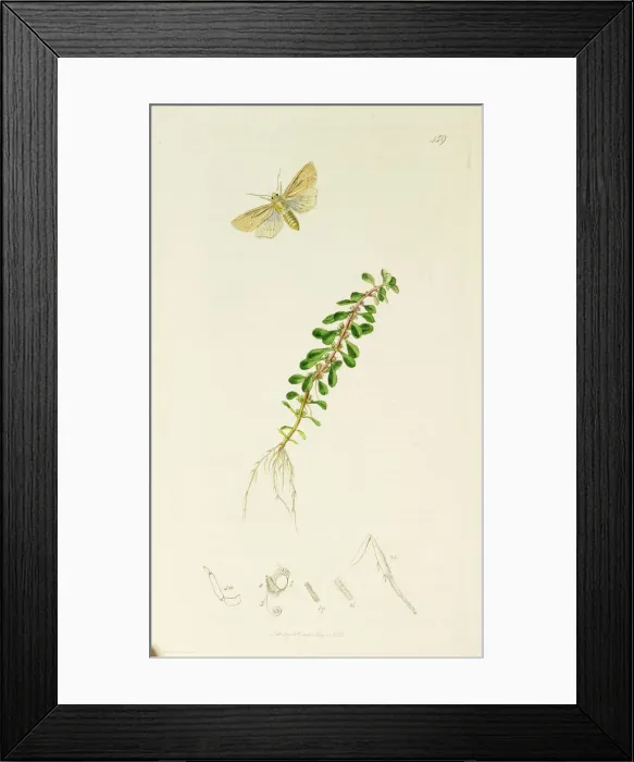 Framed Print : Curtis British Entomology Plate 459 Framed Print : Curtis British Entomology Plate 459