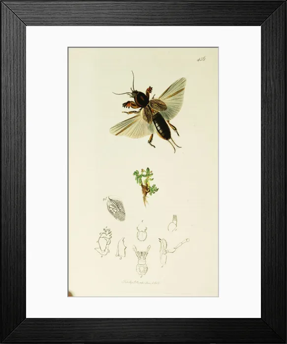 Framed Print : Curtis British Entomology Plate 456 Framed Print : Curtis British Entomology Plate 456