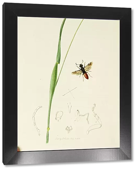 Curtis British Entomology Plate 460