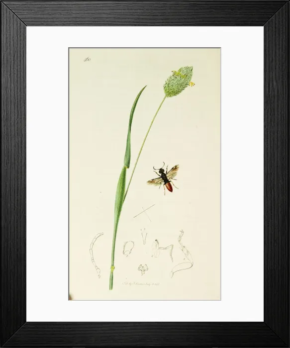 Framed Print : Curtis British Entomology Plate 460 Framed Print : Curtis British Entomology Plate 460
