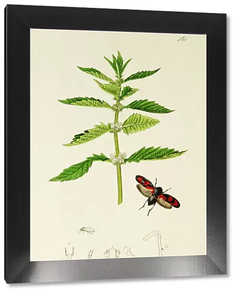 Curtis British Entomology Plate 461