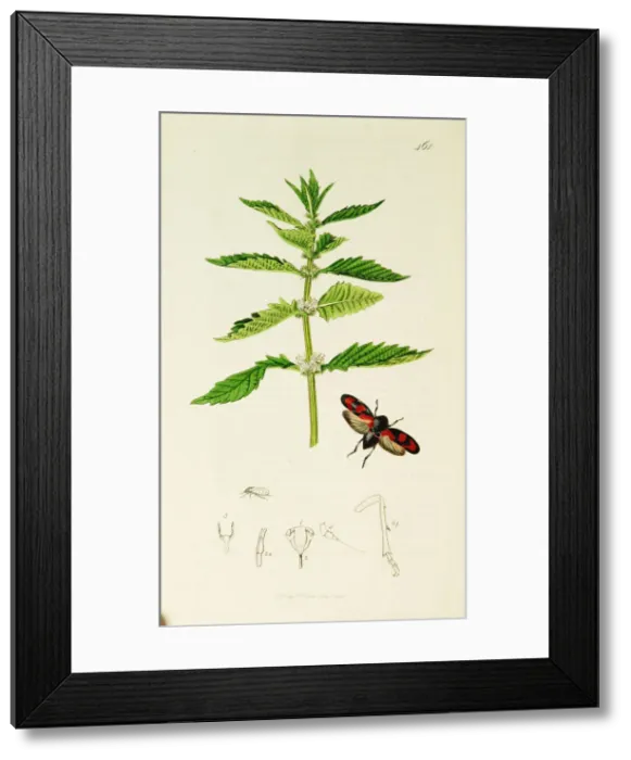 Framed Print : Curtis British Entomology Plate 461