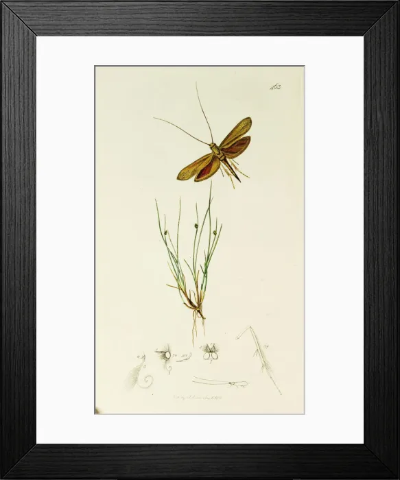 Framed Print : Curtis British Entomology Plate 463 Framed Print : Curtis British Entomology Plate 463