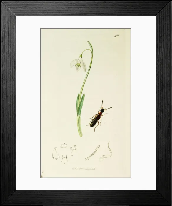 Framed Print : Curtis British Entomology Plate 462 Framed Print : Curtis British Entomology Plate 462