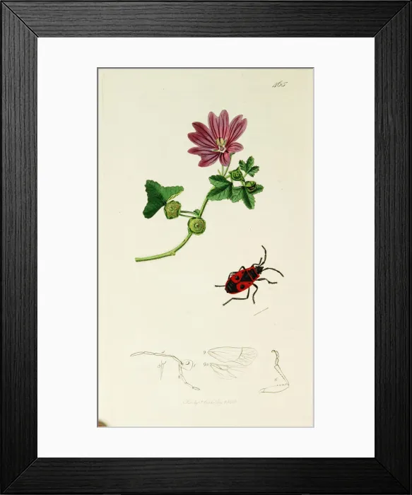 Framed Print : Curtis British Entomology Plate 465 Framed Print : Curtis British Entomology Plate 465