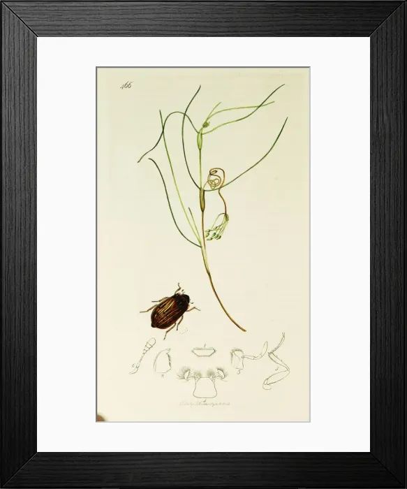 Framed Print : Curtis British Entomology Plate 466 Framed Print : Curtis British Entomology Plate 466