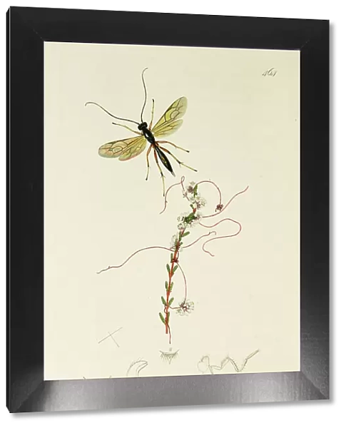 Curtis British Entomology Plate 464