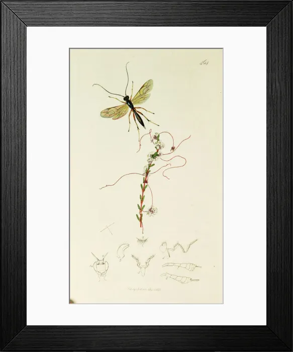 Framed Print : Curtis British Entomology Plate 464 Framed Print : Curtis British Entomology Plate 464