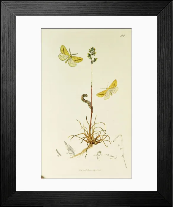 Framed Print : Curtis British Entomology Plate 467 Framed Print : Curtis British Entomology Plate 467