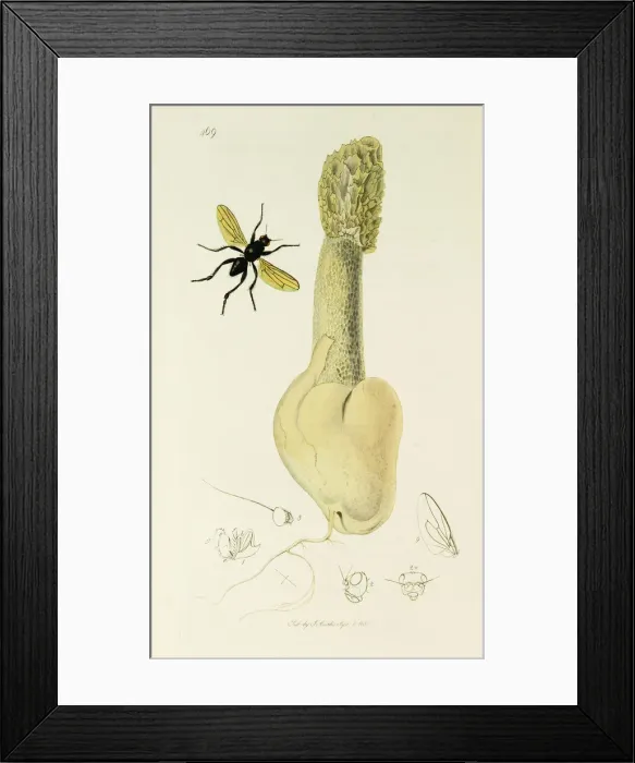 Framed Print : Curtis British Entomology Plate 469 Framed Print : Curtis British Entomology Plate 469