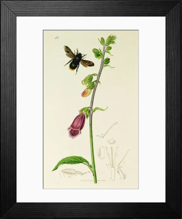 Framed Print : Curtis British Entomology Plate 468 Framed Print : Curtis British Entomology Plate 468