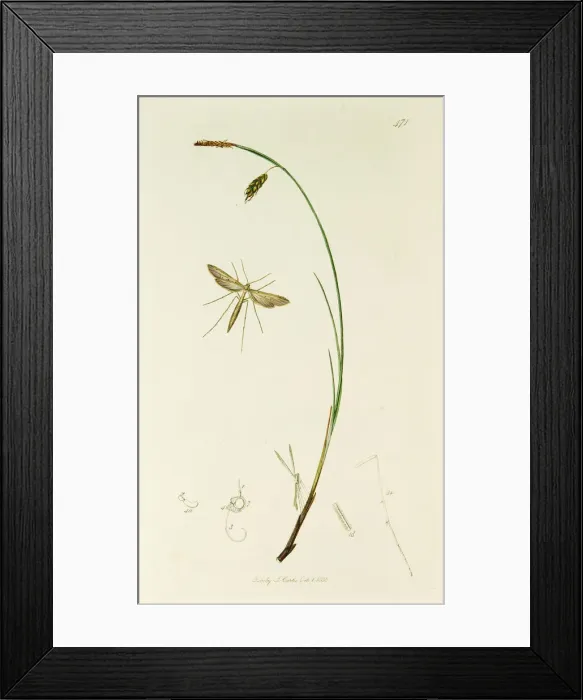 Framed Print : Curtis British Entomology Plate 471 Framed Print : Curtis British Entomology Plate 471