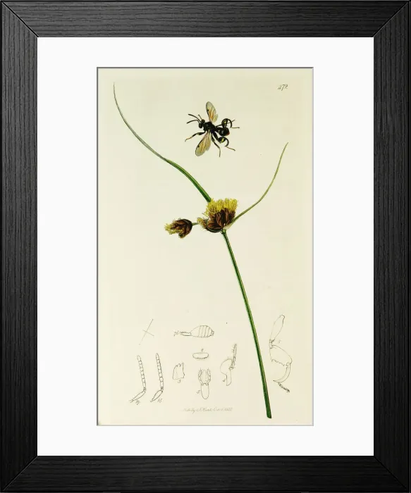 Framed Print : Curtis British Entomology Plate 472 Framed Print : Curtis British Entomology Plate 472