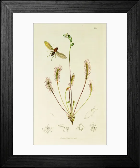 Framed Print : Curtis British Entomology Plate 473 Framed Print : Curtis British Entomology Plate 473