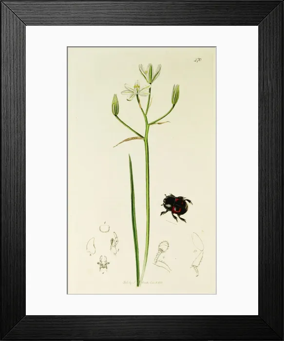 Framed Print : Curtis British Entomology Plate 470 Framed Print : Curtis British Entomology Plate 470