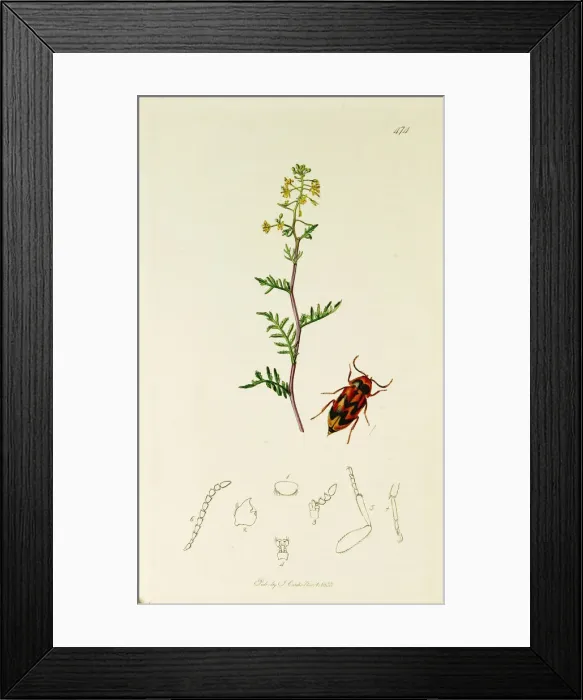 Framed Print : Curtis British Entomology Plate 474 Framed Print : Curtis British Entomology Plate 474