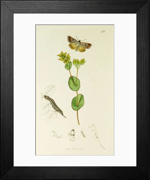 Framed Print : Curtis British Entomology Plate 475 Framed Print : Curtis British Entomology Plate 475