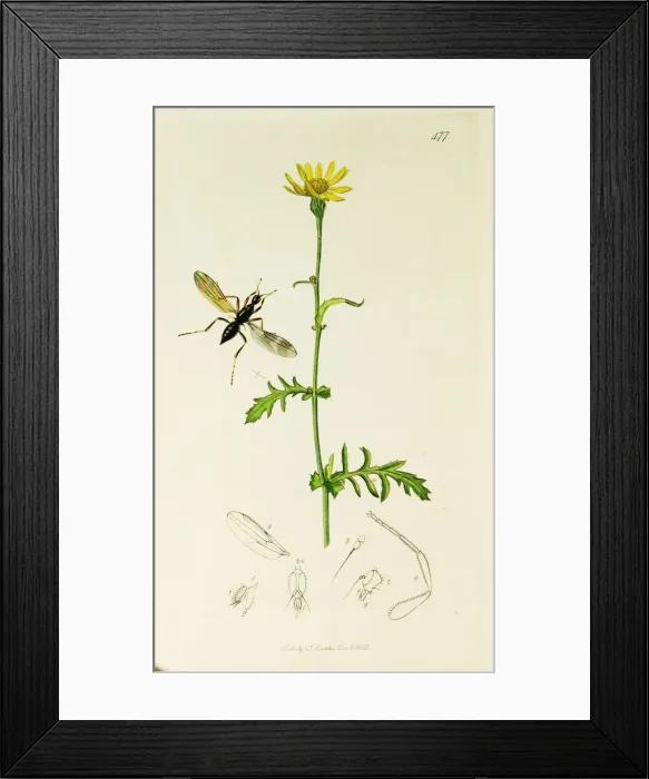 Framed Print : Curtis British Entomology Plate 477 Framed Print : Curtis British Entomology Plate 477