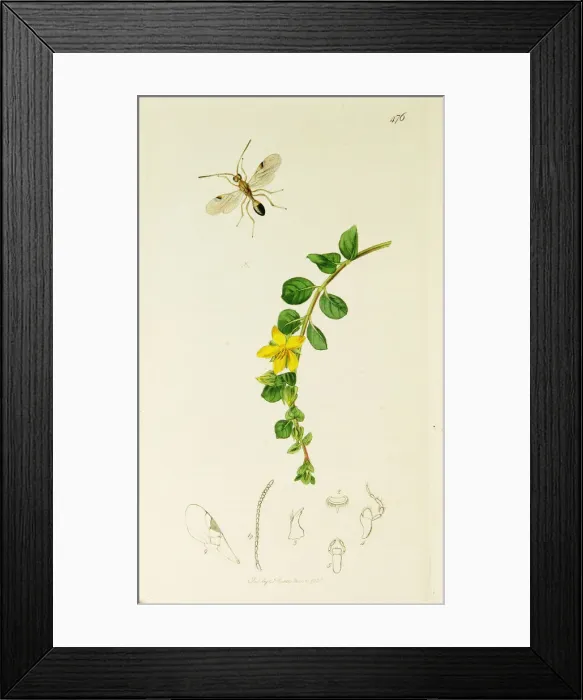 Framed Print : Curtis British Entomology Plate 476 Framed Print : Curtis British Entomology Plate 476