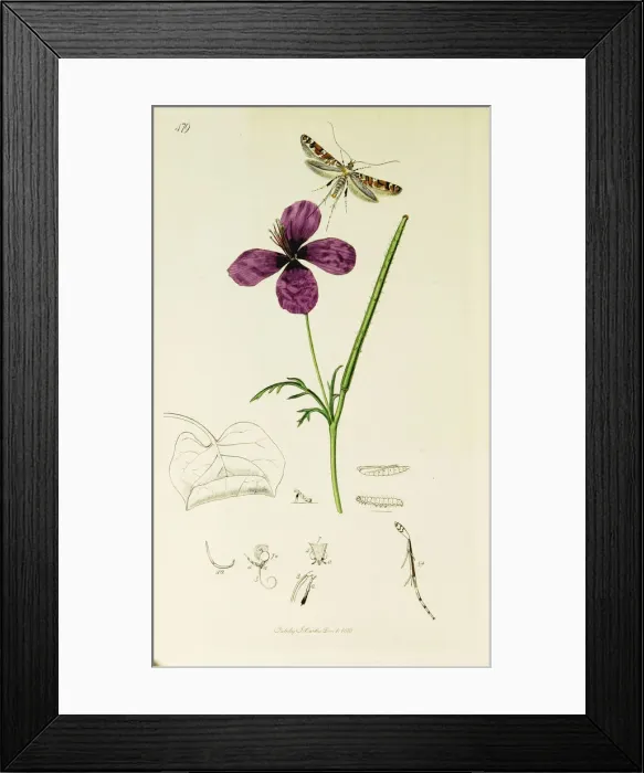 Framed Print : Curtis British Entomology Plate 479 Framed Print : Curtis British Entomology Plate 479