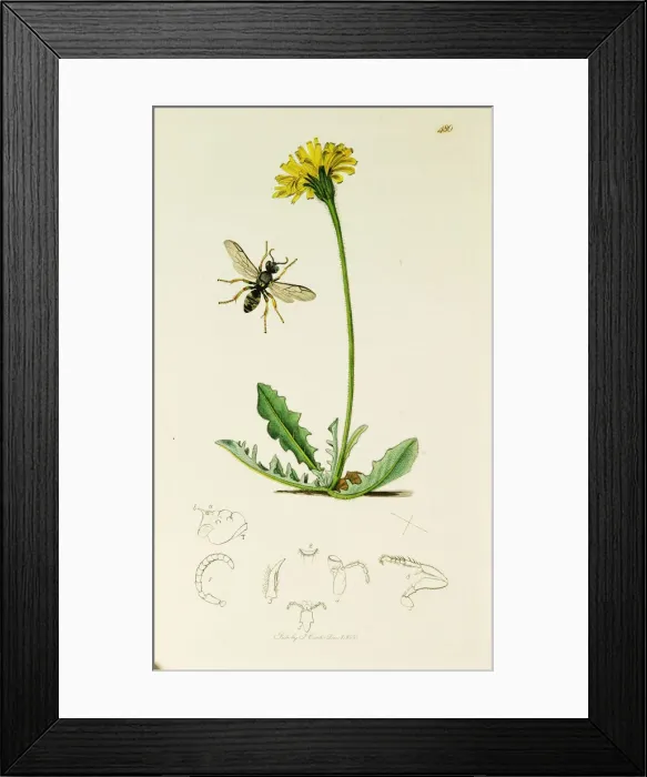 Framed Print : Curtis British Entomology Plate 480 Framed Print : Curtis British Entomology Plate 480