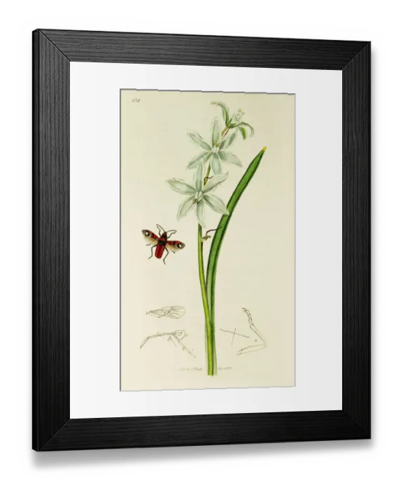 Framed Print : Curtis British Entomology Plate 481 Framed Print : Curtis British Entomology Plate 481
