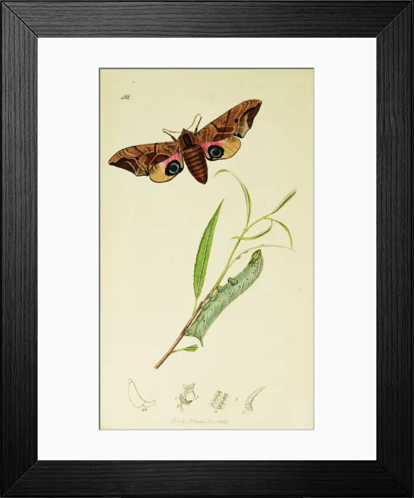 Framed Print : Curtis British Entomology Plate 482 Framed Print : Curtis British Entomology Plate 482