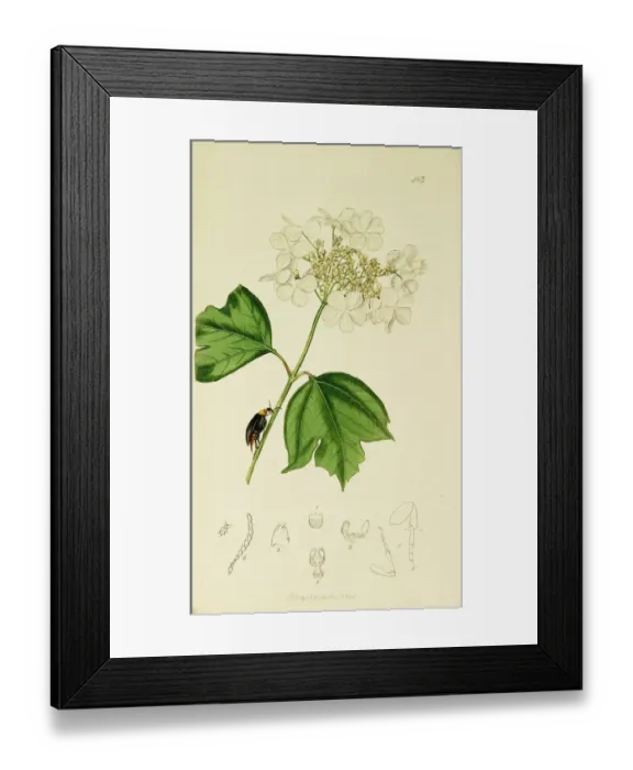 Framed Print : Curtis British Entomology Plate 483 Framed Print : Curtis British Entomology Plate 483