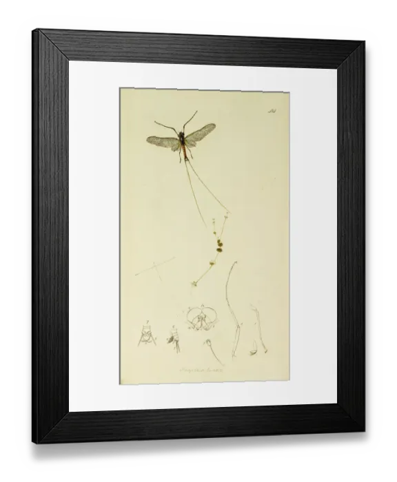 Framed Print : Curtis British Entomology Plate 484 Framed Print : Curtis British Entomology Plate 484