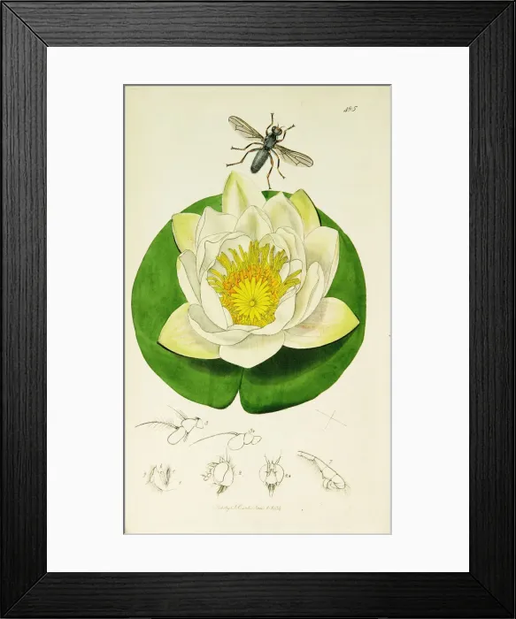 Framed Print : Curtis British Entomology Plate 485 Framed Print : Curtis British Entomology Plate 485