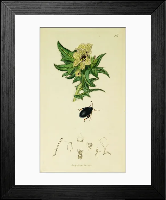 Framed Print : Curtis British Entomology Plate 486 Framed Print : Curtis British Entomology Plate 486