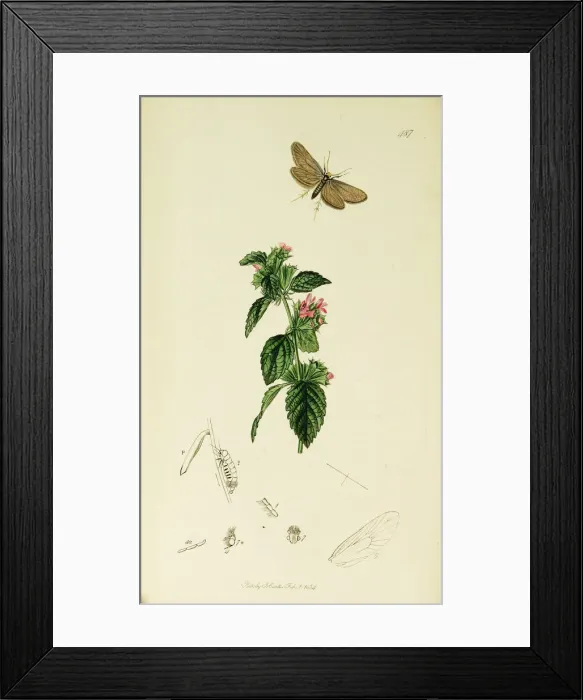 Framed Print : Curtis British Entomology Plate 487 Framed Print : Curtis British Entomology Plate 487