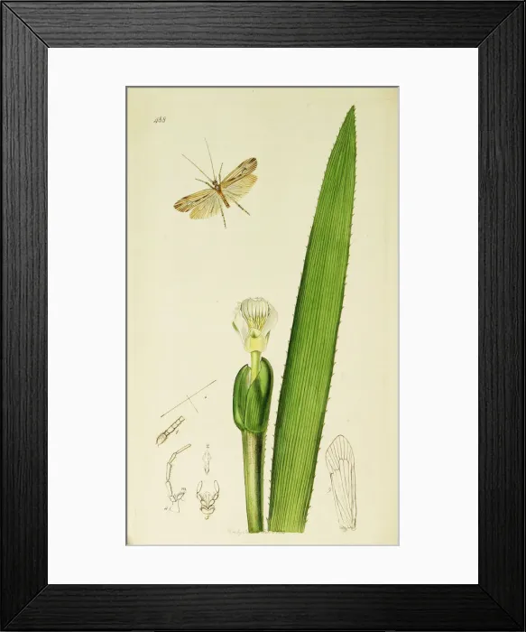Framed Print : Curtis British Entomology Plate 488 Framed Print : Curtis British Entomology Plate 488