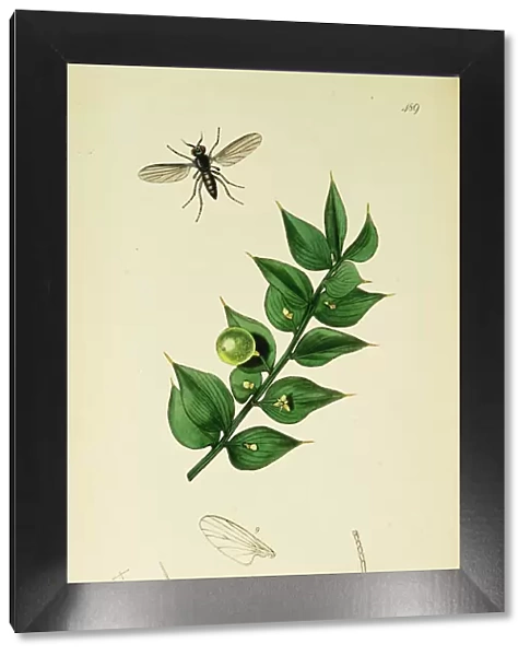 Curtis British Entomology Plate 489