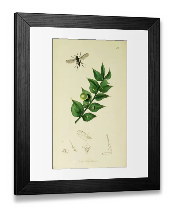 Framed Print : Curtis British Entomology Plate 489 Framed Print : Curtis British Entomology Plate 489
