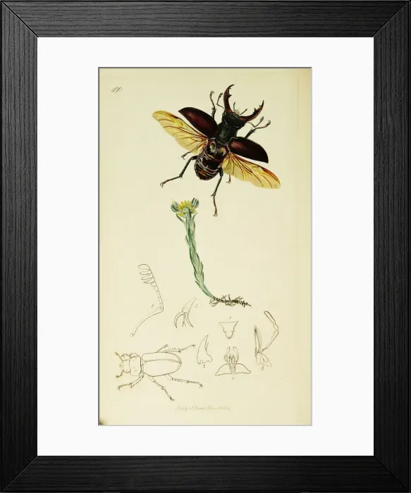 Framed Print : Curtis British Entomology Plate 490 Framed Print : Curtis British Entomology Plate 490