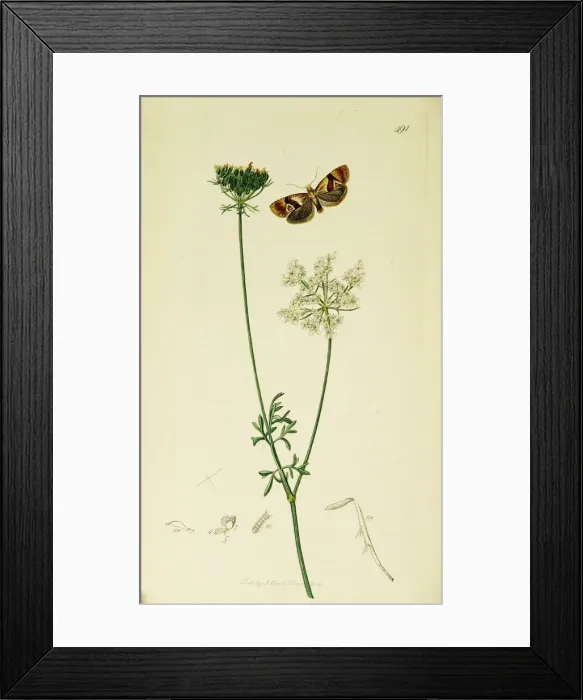 Framed Print : Curtis British Entomology Plate 491 Framed Print : Curtis British Entomology Plate 491