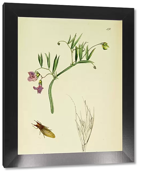 Curtis British Entomology Plate 492