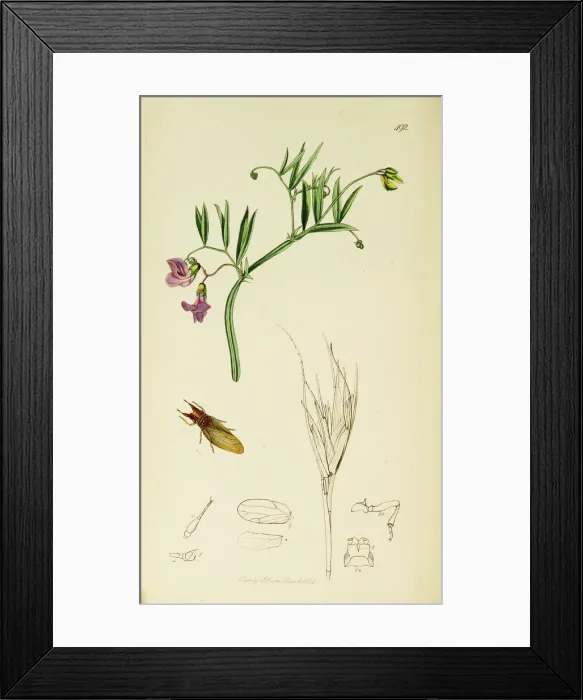 Framed Print : Curtis British Entomology Plate 492 Framed Print : Curtis British Entomology Plate 492