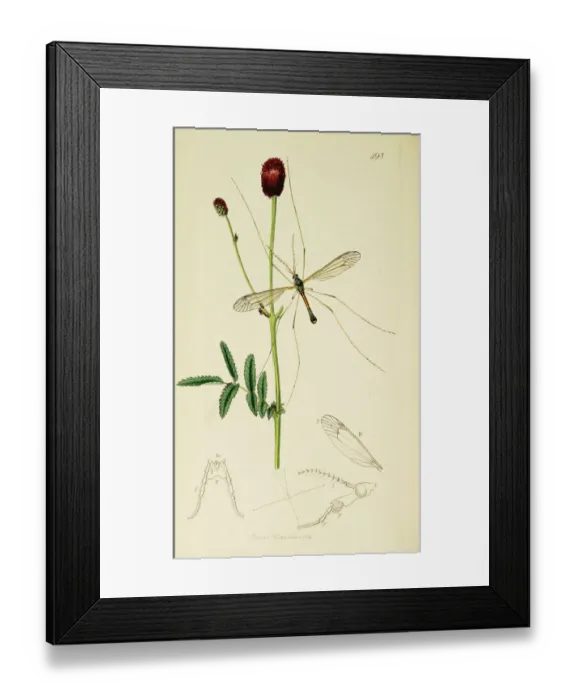 Framed Print : Curtis British Entomology Plate 493 Framed Print : Curtis British Entomology Plate 493