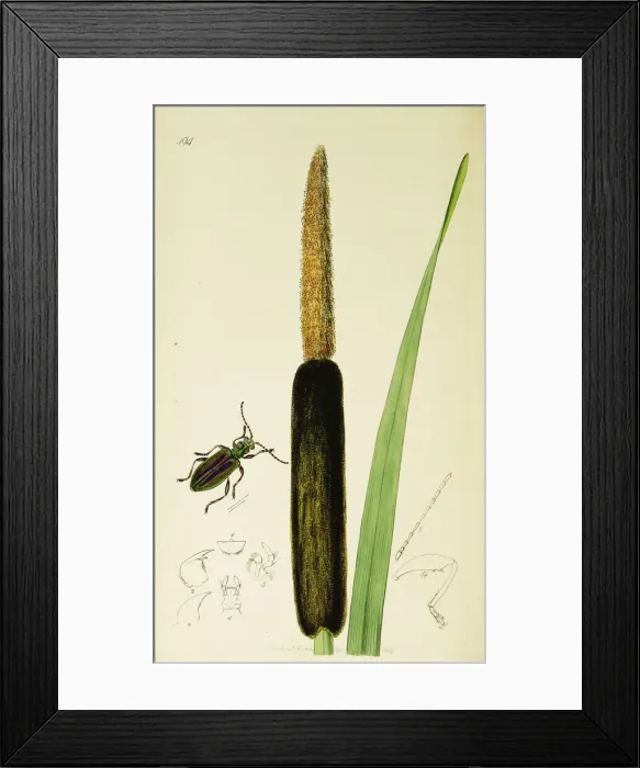 Framed Print : Curtis British Entomology Plate 494 Framed Print : Curtis British Entomology Plate 494