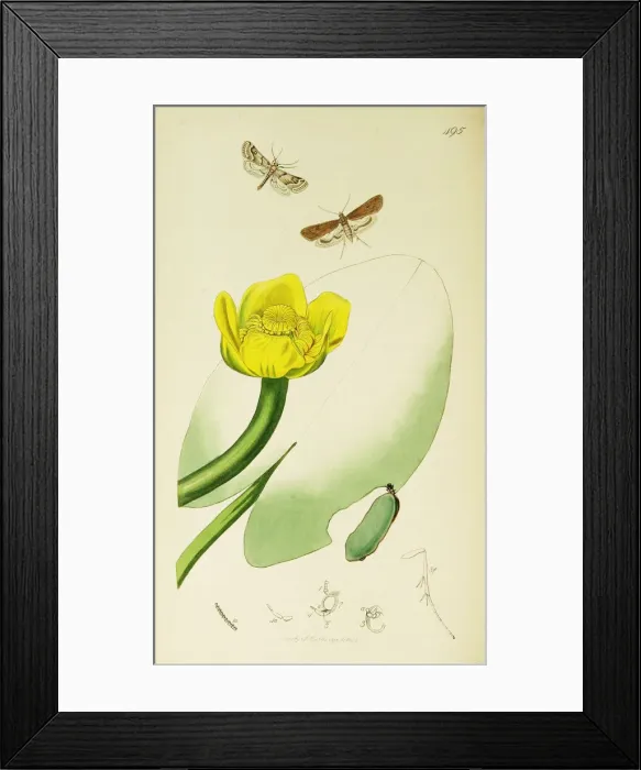 Framed Print : Curtis British Entomology Plate 495 Framed Print : Curtis British Entomology Plate 495