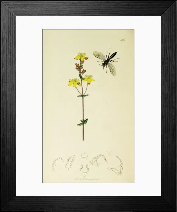 Framed Print : Curtis British Entomology Plate 496 Framed Print : Curtis British Entomology Plate 496