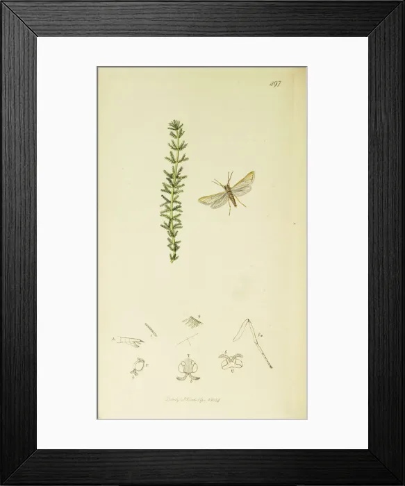 Framed Print : Curtis British Entomology Plate 497 Framed Print : Curtis British Entomology Plate 497