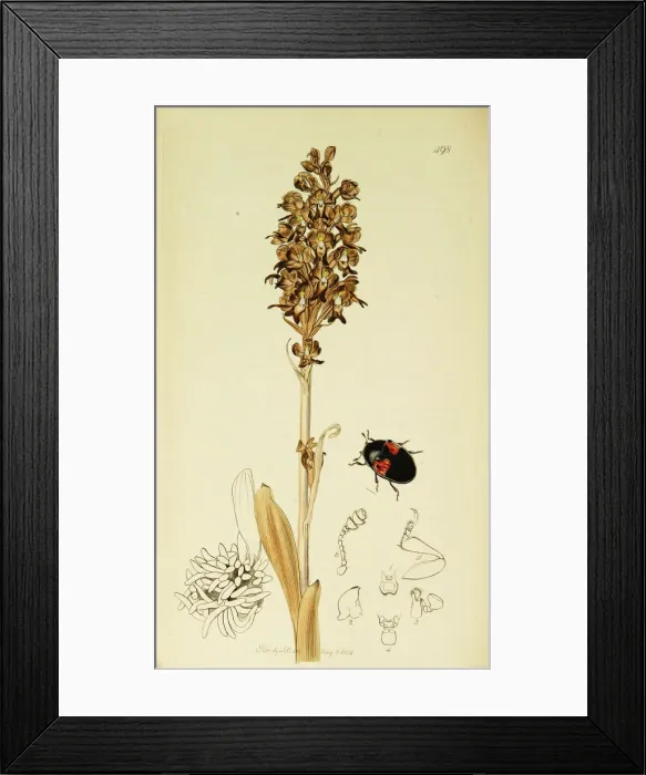 Framed Print : Curtis British Entomology Plate 498 Framed Print : Curtis British Entomology Plate 498